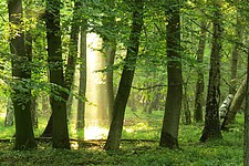 Laubwald