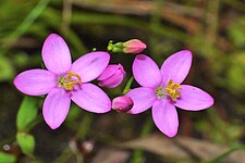 Kleines Tausendgüldenkraut (Centaurium pulchellum)