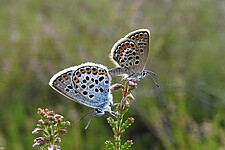 Geißklee-Bläulinge (Plebejus argus)