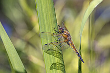 Vierfleck (Libellula quadrimaculata)