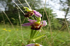 Bienen-Ragwurz (Ophrys apifera)