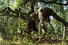 Alte Huteeiche im Birkenwald im Bereich Geisterbusch
