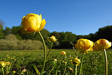 Trollblume (Trollius europaeus)