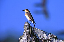 Steinschmätzer (Oenanthe oenanthe) 