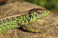 Zauneidechse (Lacerta agilis)