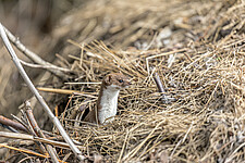 Mauswiesel (Mustela nivalis)
