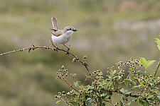 Neuntöter (Lanius collurio)