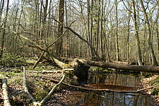 Wald mit Stillgewässer und Totholz
