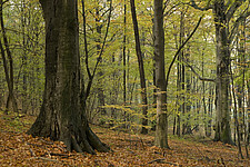 Laubwald