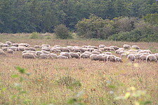 Beweidung mit Schafen