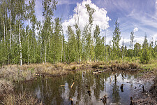 Grünswalder Moor