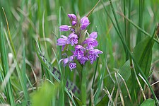 Breitblättriges Knabenkraut (Dactylorhiza majalis)
