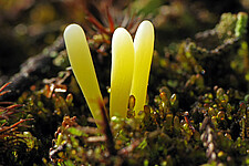 Heidekeule (Clavaria argillacea)