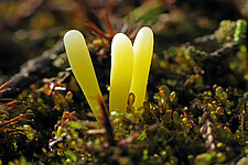 Heidekeule (Clavaria argillacea)