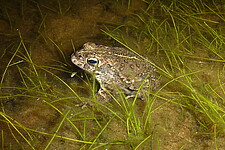 Kreuzkröte (Bufo calamita)