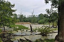 Flachsee