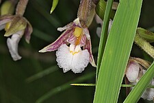 Sumpf-Sitter (Epipactis palustris)