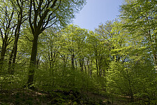 Laubwald