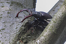 Hirschkäferpaar (Lucanus cervus)