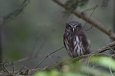 Sperlingskauz (Glaucidium passerinum)