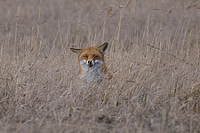 Rotfuchs (Vulpes vulpes)