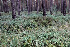 Kiefernwald mit Blau- und Preiselbeersträuchern