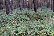Kiefernwald mit Blau- und Preiselbeersträuchern