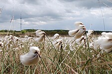Wollgras (Eriophorum sp.)