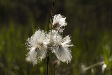 Schmalblättriges Wollgras (Eriophorum angustifolium)