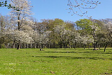 Blühende Streuobstwiese