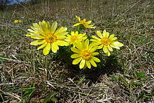 Frühlings-Adonisröschen (Adonis vernalis)