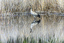Kranich (Grus grus)