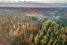 Laubmischwald nördlich Schlosssee in der Gottesheide