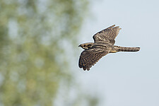 Nachtschwalbe (Caprimulgus europaeus) im Flug