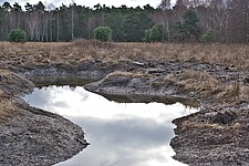 Feuchtstellen Marcolinische Wiesen
