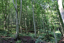 Rotbuchen-Wald mit Naturverjüngung