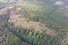 Wiederaufforstung nach Kalamität