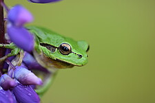 Laubfrosch (Hyla arborea)