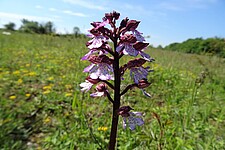 Purpur-Knabenkraut (Orchis purpurea)