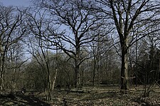 Eichen-Buchen-Wald