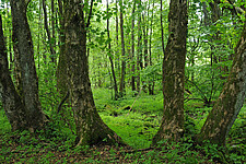 Quellwald im Bereich Steiner Hecke