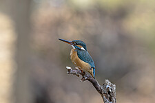 Eisvogel (Alcedo atthis)