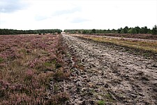 Ehemalige Panzerbahnen mit Heide