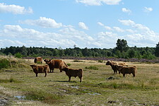 Hochlandrinder