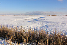 Winteraspekt der Elbwiesen