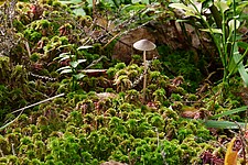 Torfmoos (Sphagnum sp.)