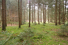 Buchenverjüngung im Fichtenwald