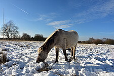 Konik (Equus caballus) im Winter