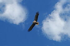 Seeadler (Haliaeetus albicilla)