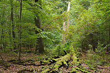Laubwald mit stehendem Totholz